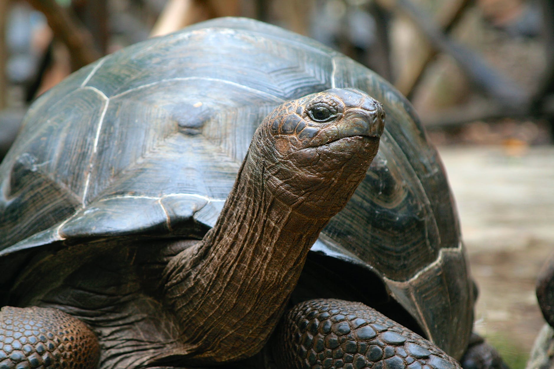 a close up shot of a galapagos giant tortoise
